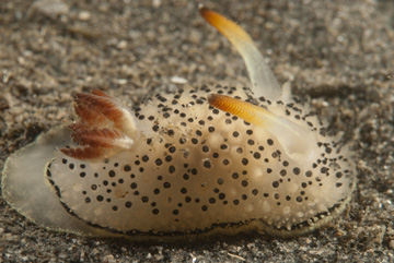 acanthrodoris rhodoceras